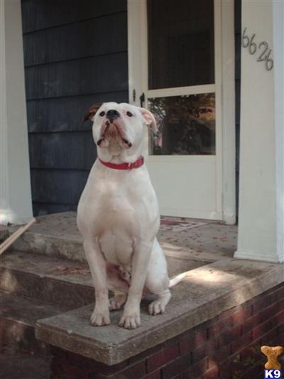 Stud Dogs - American Bulldog